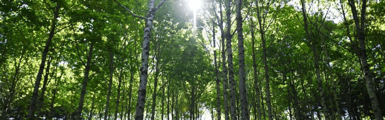 Notre partenariat avec EcoTree